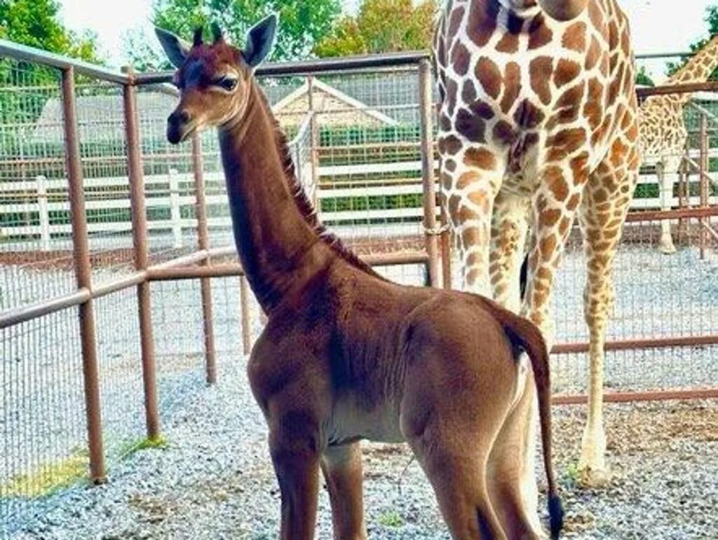 Сетчатый Жираф. Рождение жирафа. Жирафы без пятен. Детеныш жирафа.