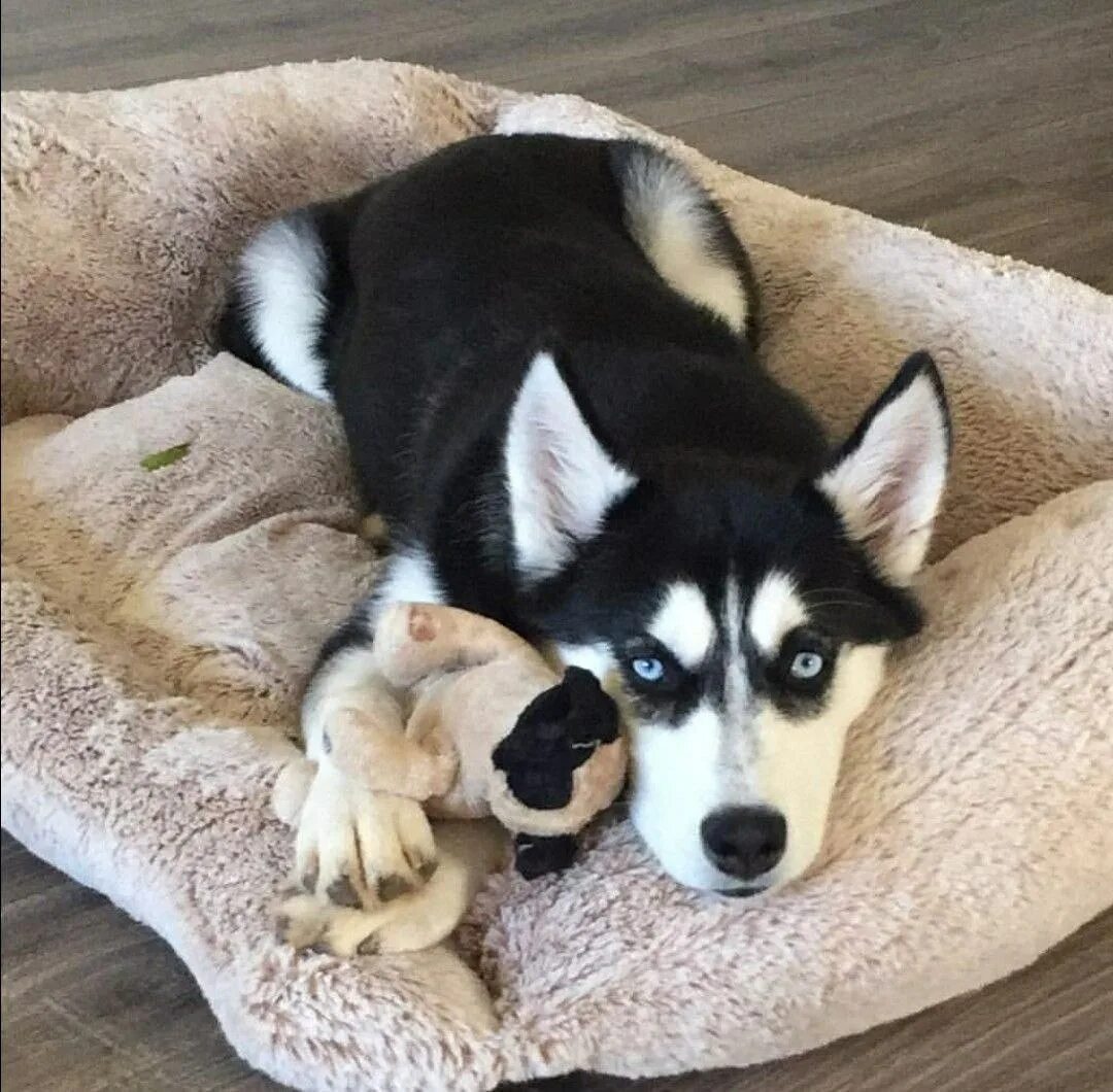 Сибирский хаски в доме. Домашняя собака хаски. Сибирский хаски лежит. Домашняя собака хаски. Сибирский хаски щенки.