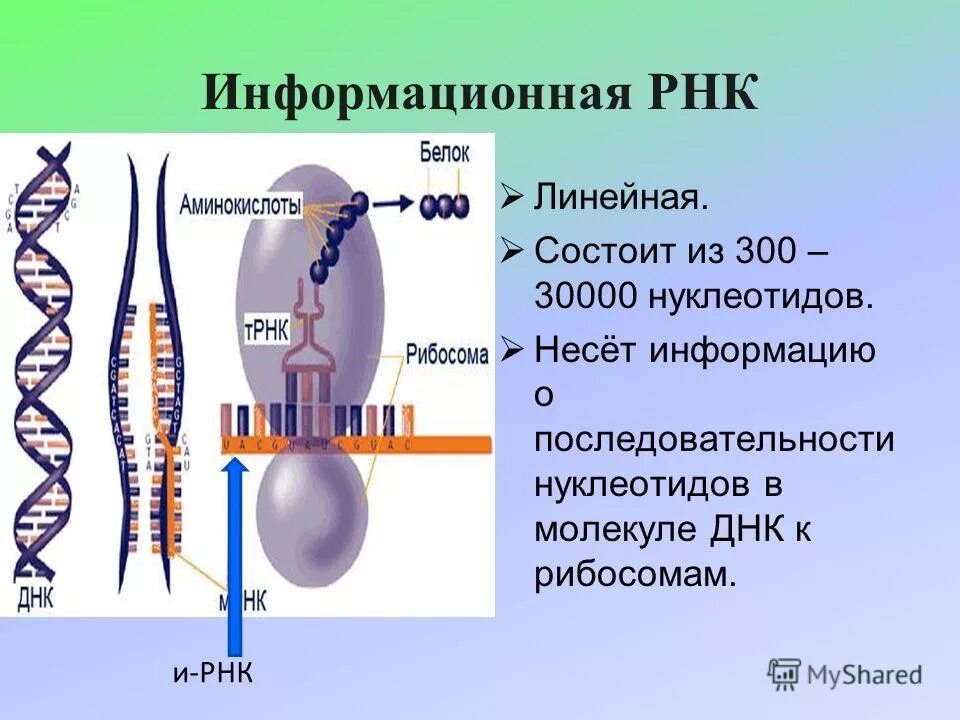 Молекула информационной рнк. Информационная РНК. ИРНК. Информационная РНК строение. Структура информационной РНК.