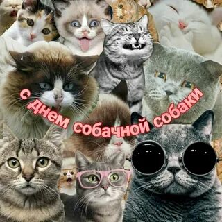 1 кот много