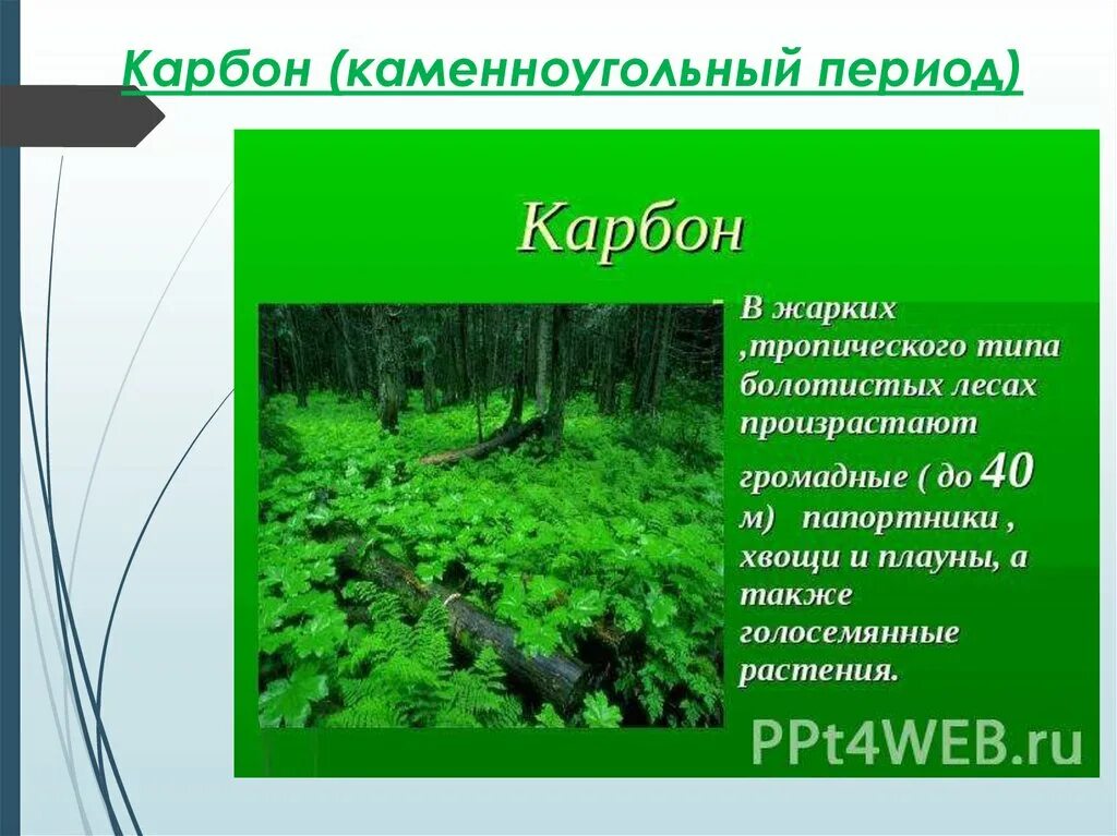 Карбон животные. Каменноугольный (карбон). Карбон каменноугольный период. Карбон растения и животные. Карбон растительный мир.