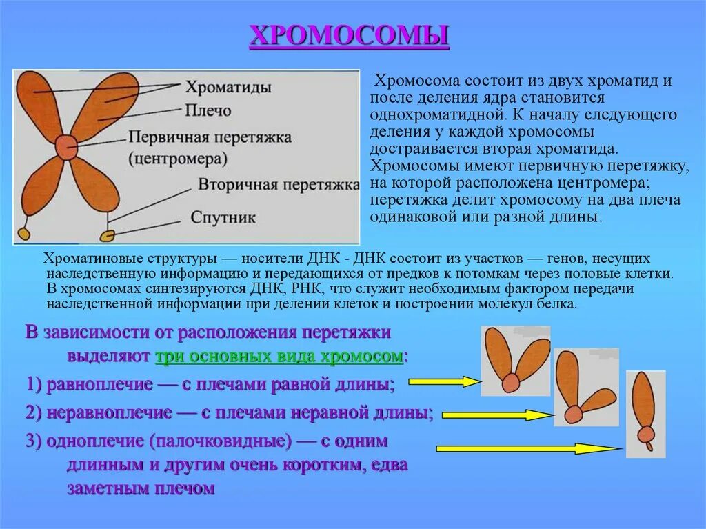 Состоящую из двух основных. Хромосома и хроматида. хромосомы состоят из двух хроматид. одна хромосома, состоящая из двух хроматид. хроматида состоит из.