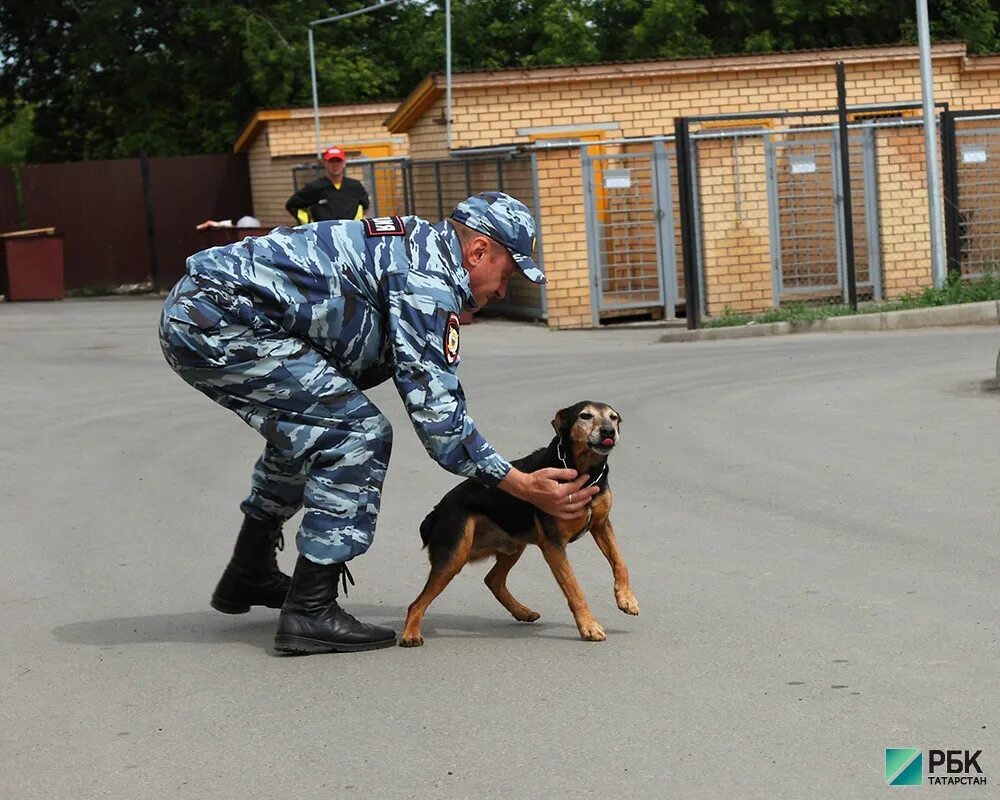 Схи кинология воронеж. Вольт собака. Соревнования кинологов вязьма. Воронежские кинологи. Кинологические центры росгвардии.