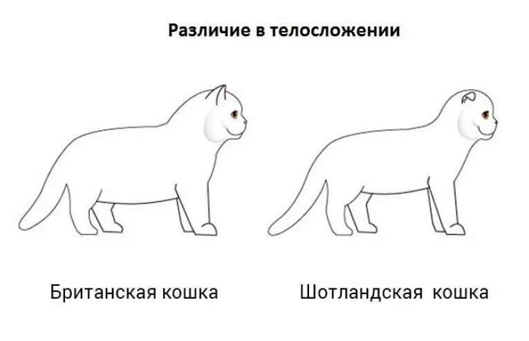 Вислоухий британец и шотландец отличия. Британская и Шотландская вислоухая кошка различие. Отличие шотландца от британца кота. Скоттиш фолд отличие от британца.