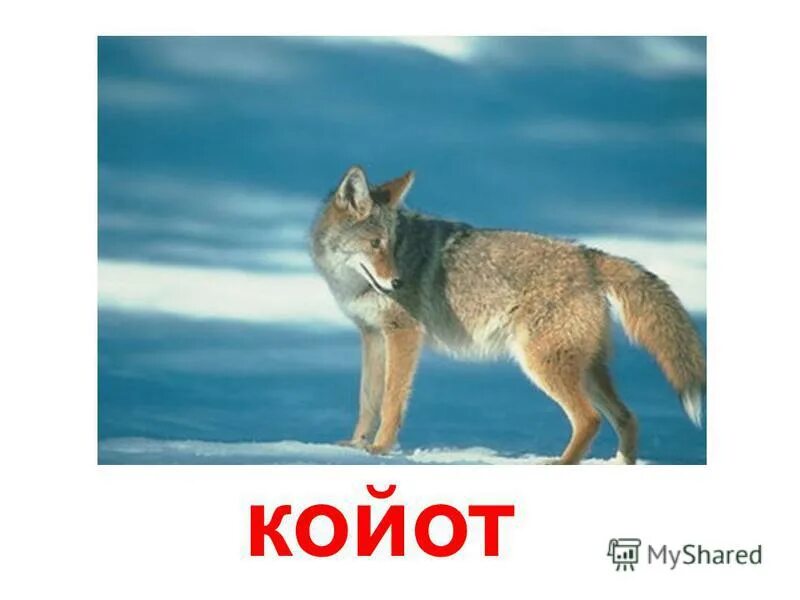 Hide the soul coyote. Койот. Койот с подписью. Койот сообщение. Койот среда обитания.