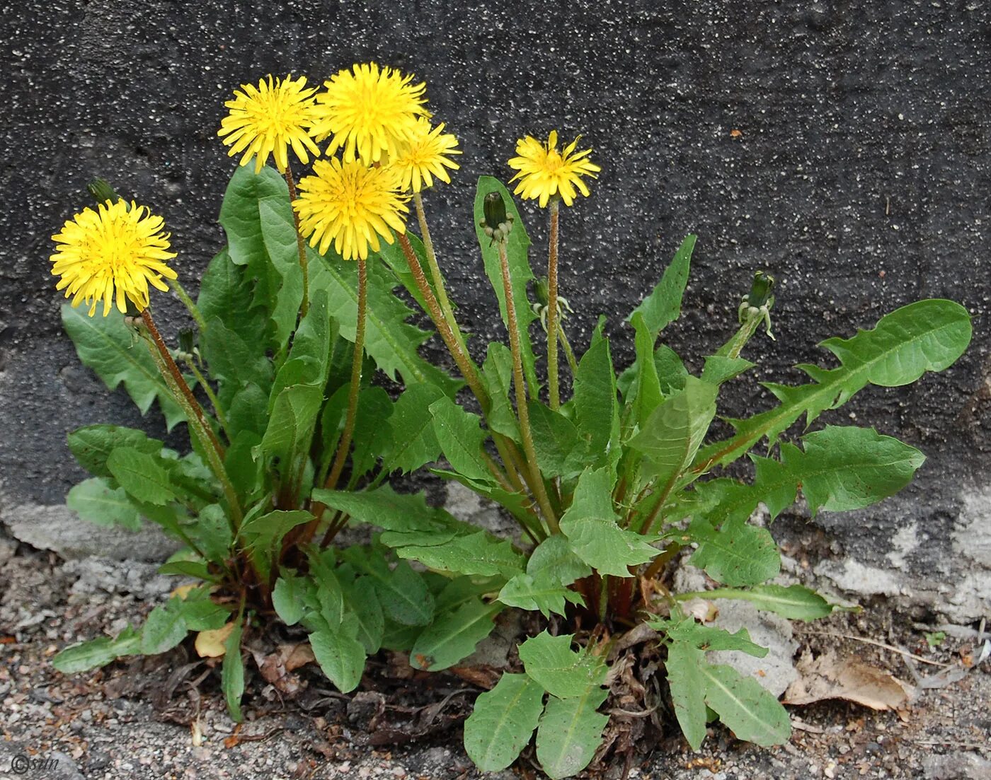 Одуванчик лекарственный – Taraxacum officinale. Taráxacum officinále - одуванчик обыкновенный[. Taraxacum officinale f.h.Wigg. – Одуванчик лекарственный. Taraxacum officinale семейство.