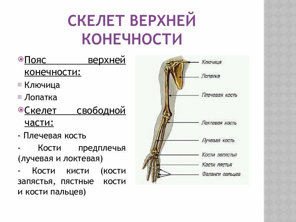 Скелет верхней конечности рисунки. Скелет пояса верхних конечностей. Скелет свободной верхней конечности. Скелет верхней конечности биология 8 класс. Строение скелета верхней конечности человека.