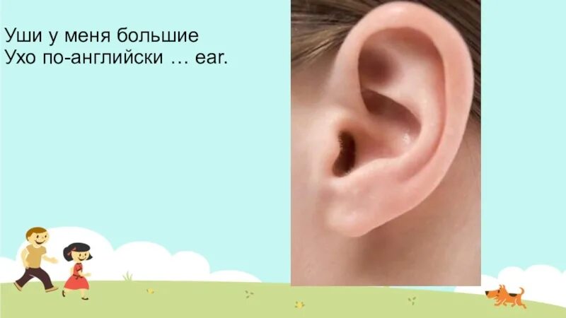 Уши на английском. Карточка ухо. Карточки по английскому ухо. Уши по английски слушать