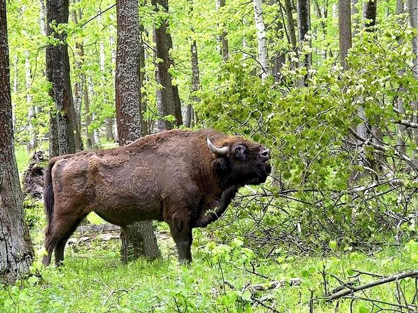 Заповедники про животных. Олёкминский заповедник лисица, рысь,. Маралы горный алтай. Кавказский биосферный заповедник зубр. Приокско-террасный заповедник зубры.