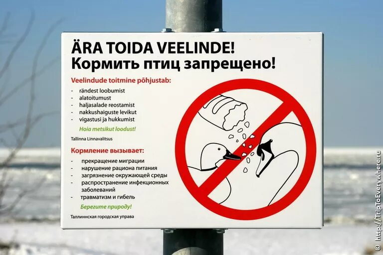 Штраф за кормление животных. Птиц не кормить. кормление птиц запрещено. кормление птиц запрещено табличка. табличка не кормить голубей.