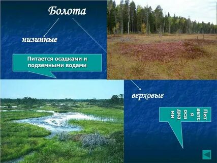 Где образуются верховые болота