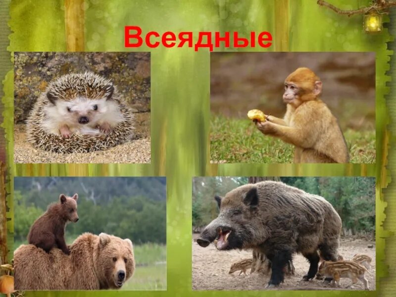 Примеры всеядных животных. Всеядные животные. всеядные животные примеры. всеядные млекопитающие. млекопитающие животные всеядные.