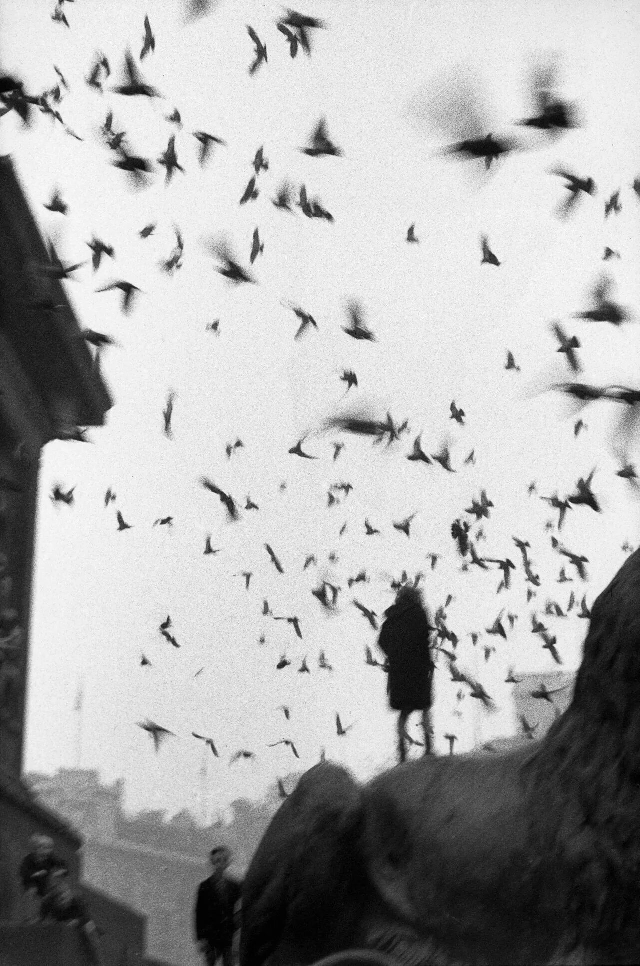 Тем кто видел тьму. Sergio Larrain. Стая ворон. Птицы вылетают из головы. Депрессивная птица.