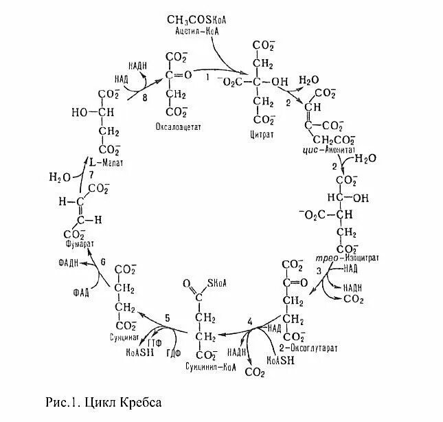 4 реакция цикла кребса. Цикл Кребса схема биохимия. Цикл Кребса схема формулы. Орнитинового цикла Кребса. Орнитинового цикла Кребса-Гензелейта.