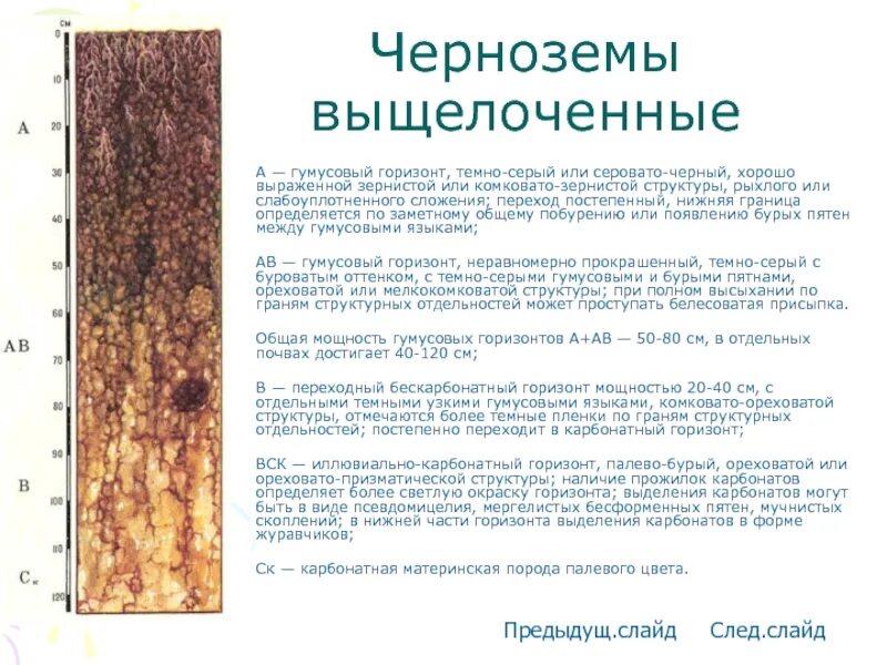 Серые лесные почвы мощность гумусового горизонта. Почвенный разрез чернозема выщелоченного. черноземы выщелоченные почвенный профиль почвы. чернозём выщелоченный почва в разрезе. структура почвенного профиля чернозема.