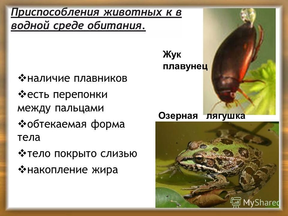 приспособления рака к среде обитания