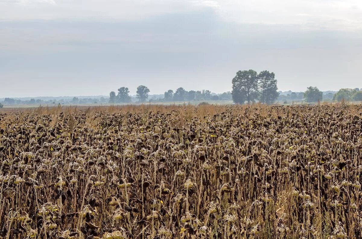 подсолнечник спелый. сухие корзинки подсолнечника. подсолнухи на рабочий стол. сухой подсолнух. подсолнечник луна и солнце.