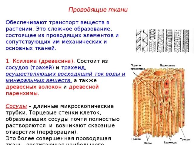 Проводящие ткани растений. Проводящие ткани растений строение. Проводящая ткань рисунок. Первичные проводящие ткани. Какие проводящие ткани вы знаете