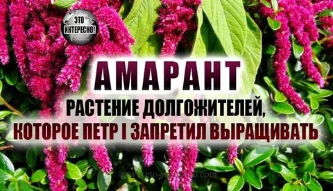 Растение петра первого