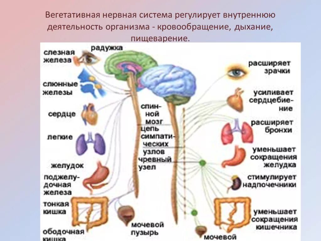 Анатомия и функция вегетативной нервной системы. Вегетативная нервная система человека таблица иннервация. Вегетативный отдел нервной системы регулирует. Автономная нервная система: парасимпатическая система.