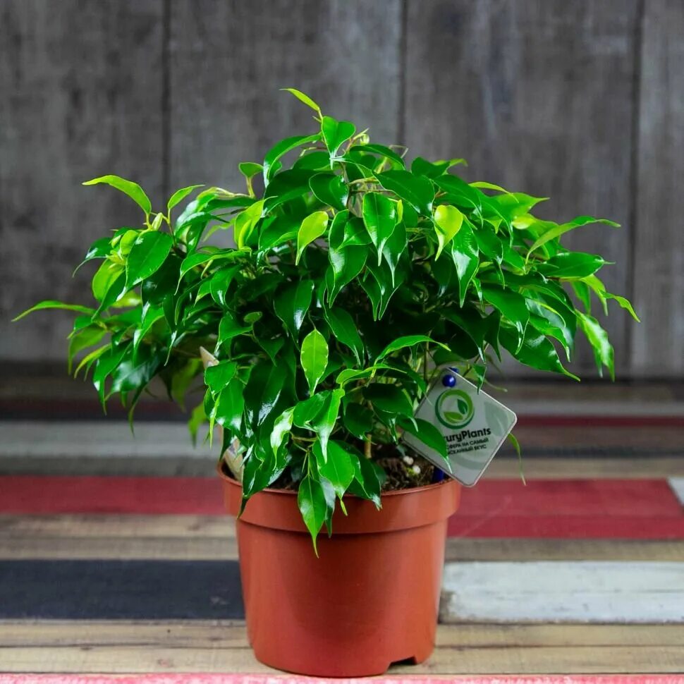 фикус be green kinky. фикус бенджамина финкин. фикус бенджамина грин кинки 12д. Green kinky. фикус бенджамина грин.