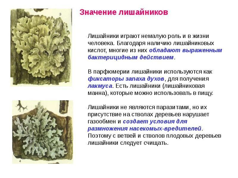 Организмы царства грибов и лишайников таблица. Значение грибов и лишайников. Значение лишайников. Лишайники строение и многообразие.
