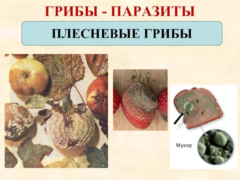 Пищевые паразиты. Плесневые грибы грибы−паразиты. плесневые грибы и грибы поразит. плесневые грибы паразиты.