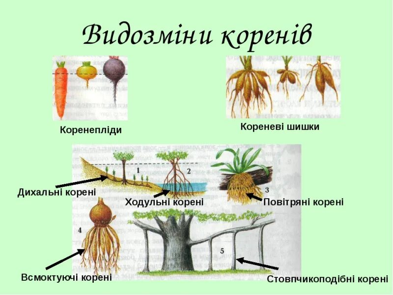 В каком растении развиваются видоизмененные корни