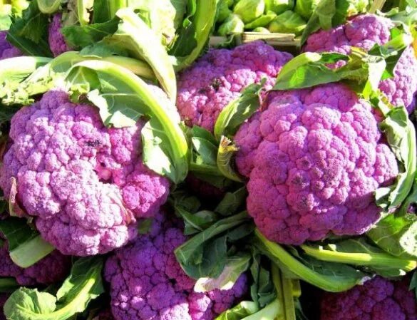 Colorful Cauliflower and Broccoli : Purple, White, Green, Orange Stock Image - I