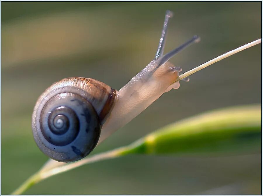 пол улитки. улитка проползла 6. улитка проползла 6. раковина улитки. пол улитки.