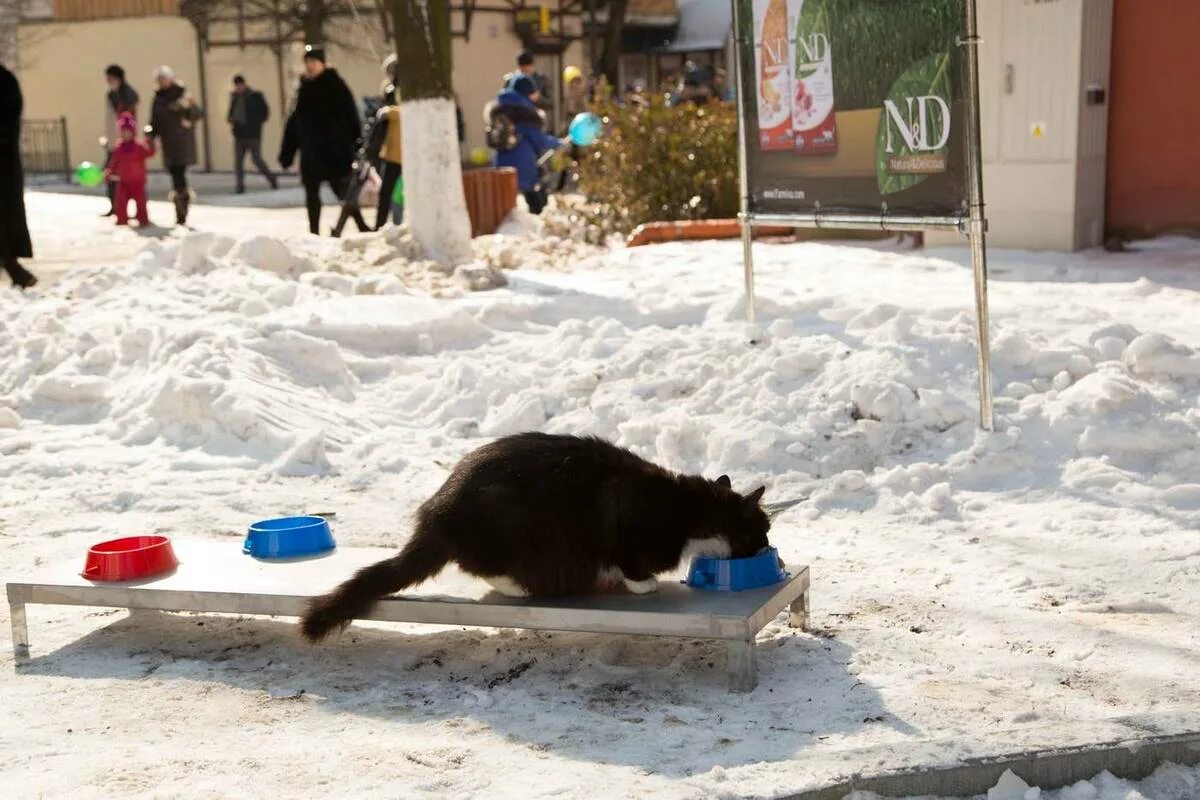 День зеленоградского кота. Зеленоградск коты. Зеленоград кошачий город. Фестиваль Зеленоградского кота.