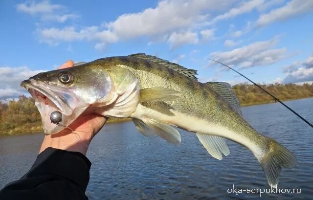 Белоомут рыбалка на оке. Рыбалка на оке в серпуховском районе. Рыбалка на оке александр павлов. Река ока в серпуховском районе. Река ока рыбалка.