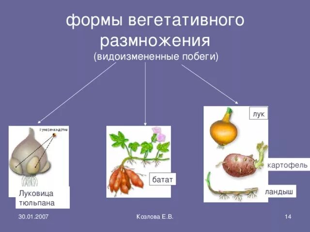 5 форм вегетативного. Способы вегетативного размножения картошки. Схема вегетативного размножения растений луковицами. Луковицы тюльпанов это видоизмененные побеги. Вегетативное размножение луковицами.