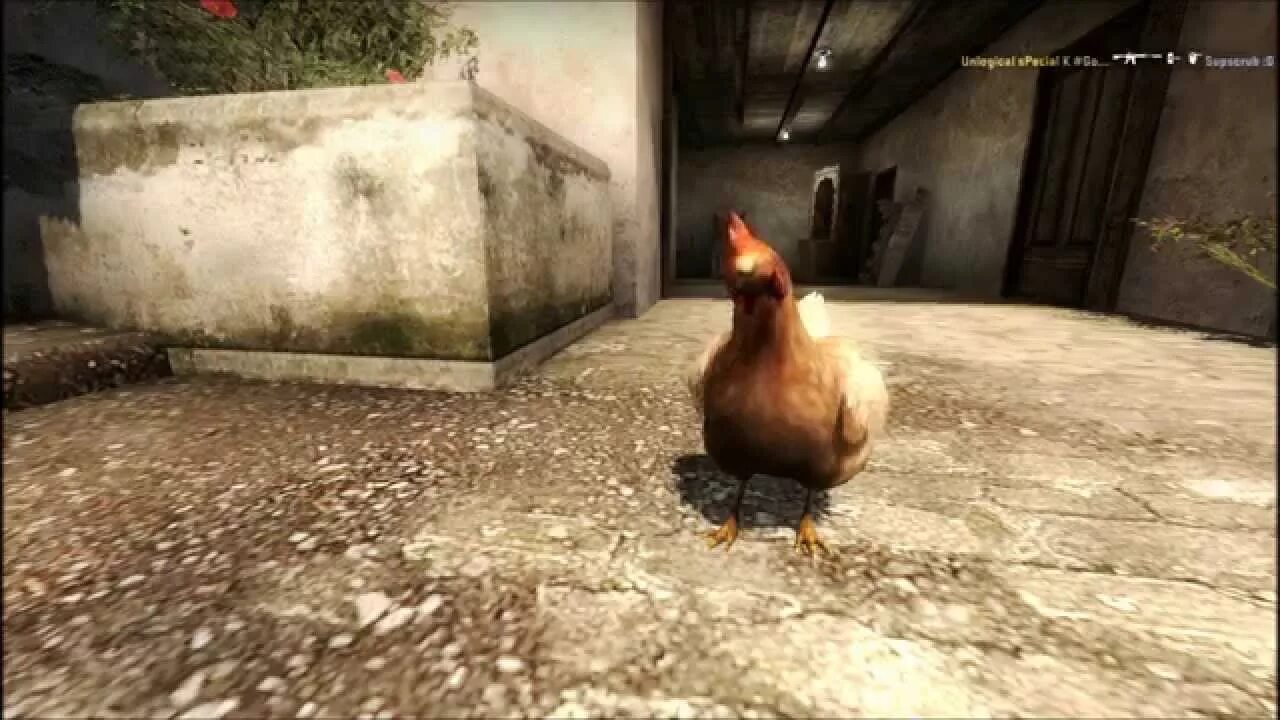 Chicken to go. Counter-Strike: Global Offensive курица. Рыжая Инферно курица КС го. Курочка CS go. Инферно КС Курочка.