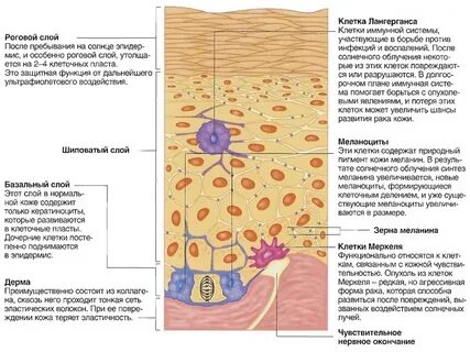 Меланин в клетках кожи