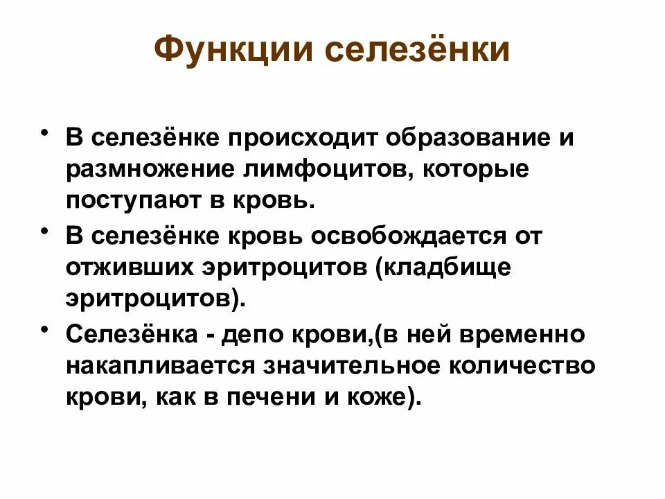 Какую функцию выполняет селезенка в организме человека