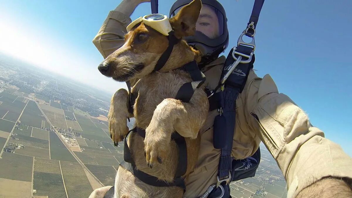 Собака в форме человека. Собака парашютист. Собака прыгает с парашютом. Прыжок с парашютом с собакой. Собака десантник.