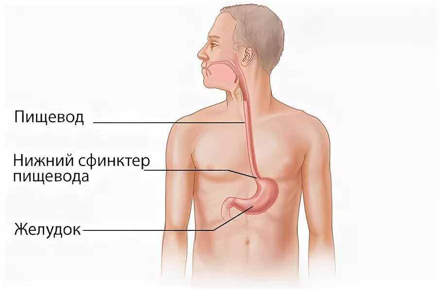 Пищевод человека. Нижний пищеводный сфинктер.