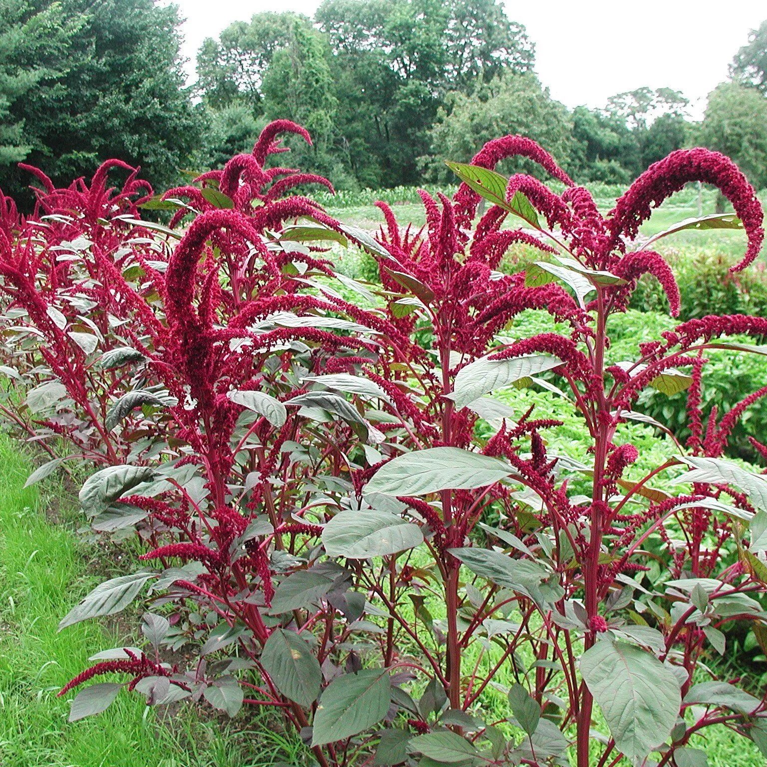 Red plant. Амарант цветок. Амарант метельчатый ред Кафедрал. Амарант щирица. Амарант метельчатый красный.