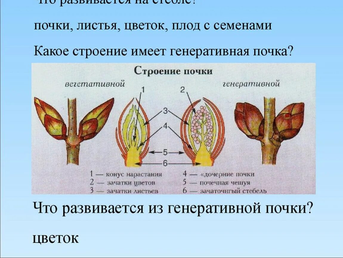 Чем отличается генеративная почка. Строение генеративной почки 6 класс. Строение генеративной цветочной почки. Цветковая почка строение. Биология 6 класс почка генеративной почки.