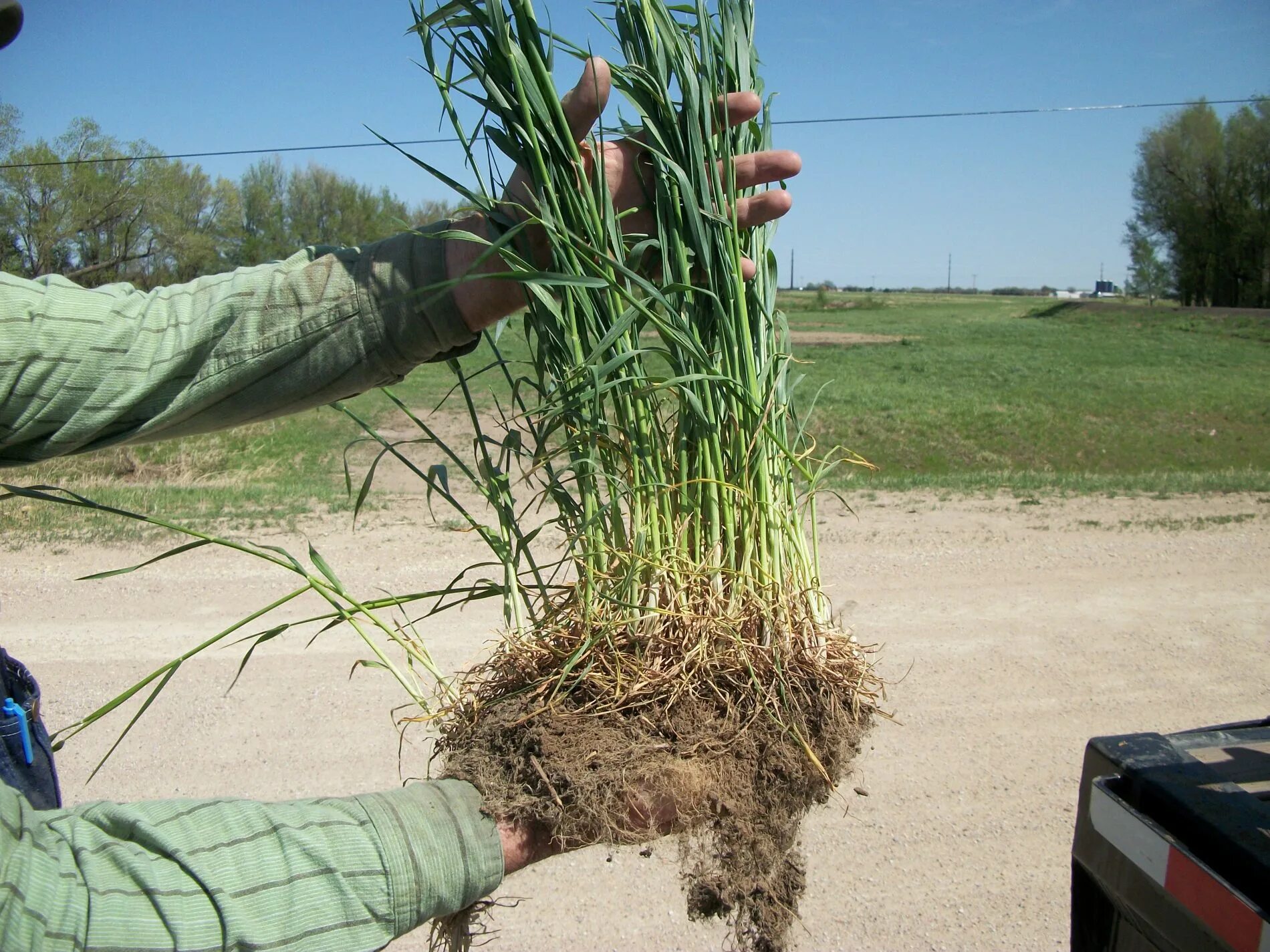 Мочковатая корневая система злаковых. Рожь корень. Корневая система озимой пшеницы. Корневая система ржи. Система пшеницы.