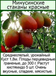 Томат минусинский стакан отзывы фото урожайность