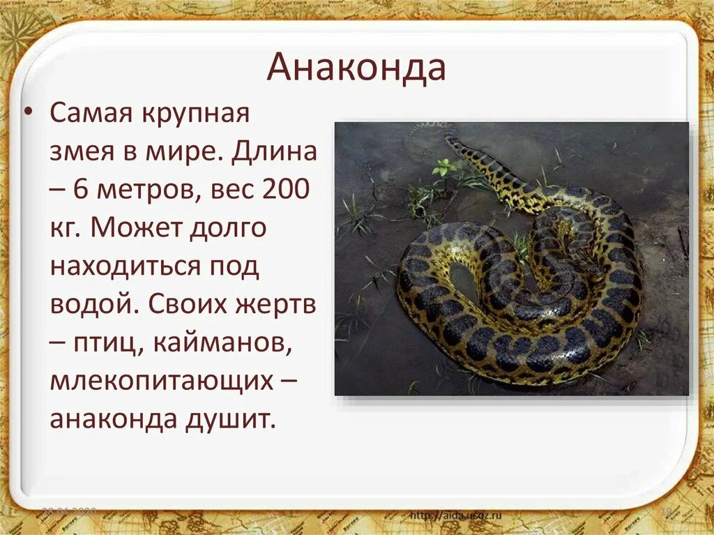 Истории про змеи. Анаконда краткое описание. Сообщение про анаконду. Анаконда доклад. Анаконда описание змеи.