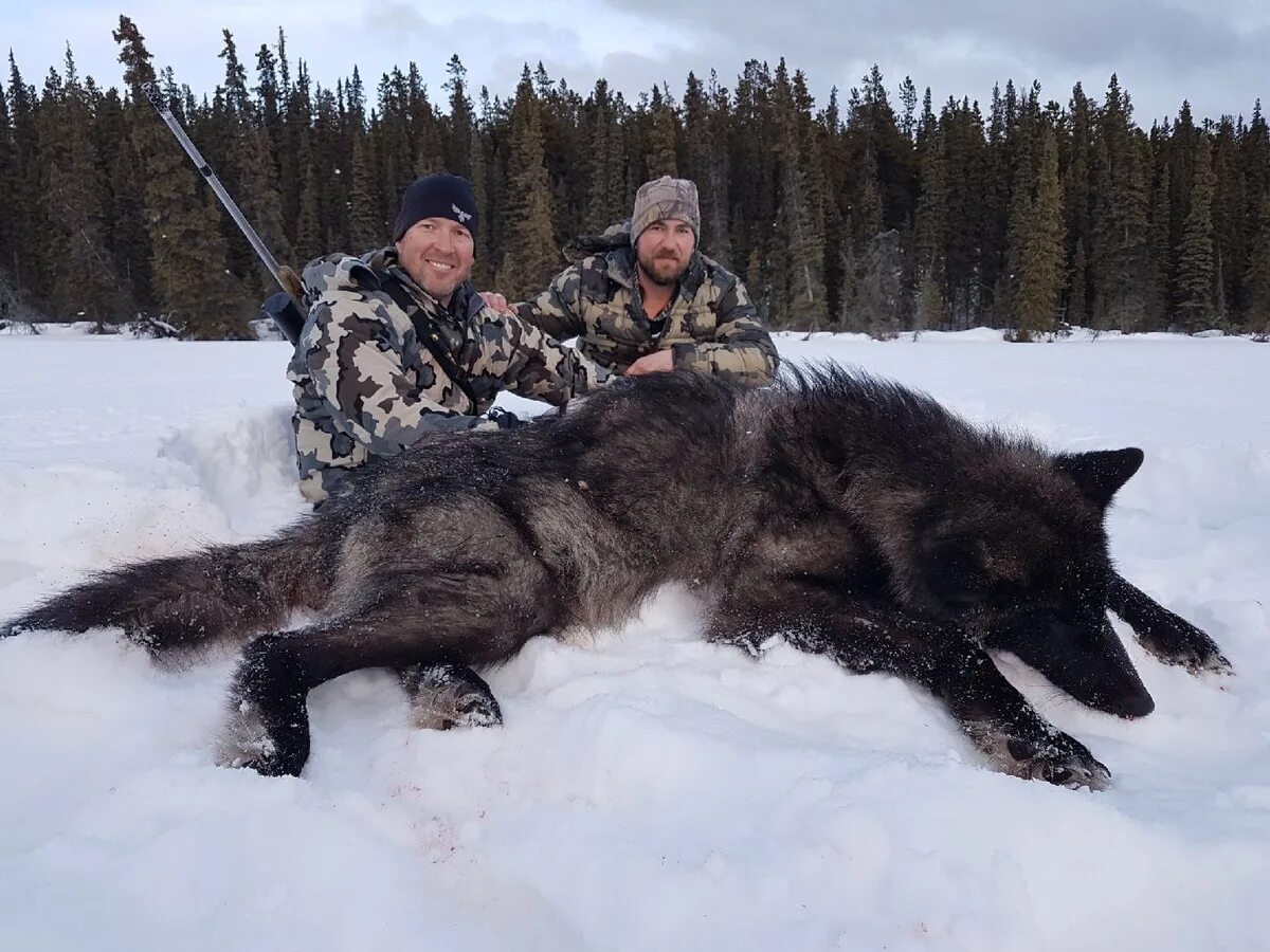 Полярный волк вес 120 кг. Канадский волкособ вольфхунд. Якутский Полярный волк. Сибирский волкособ. Охота на аляске