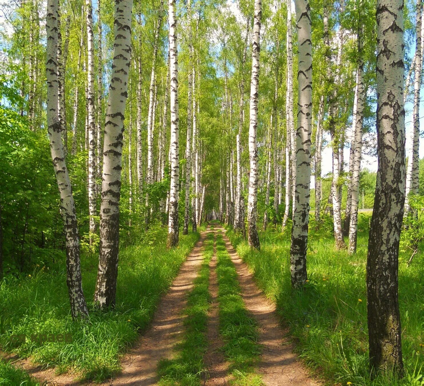 Рязанские Березки. Красоты России. Красоты России Березки. Рязань березы. Березка орловская область