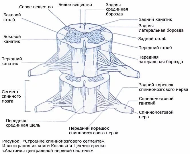 Внутреннее строение спинного мозга анатомия. Передняя срединная борозда спинного мозга. Боковые столбы спинного мозга. Строение сегмента спинного мозга боковой столб. Промежуточные нервные узлы