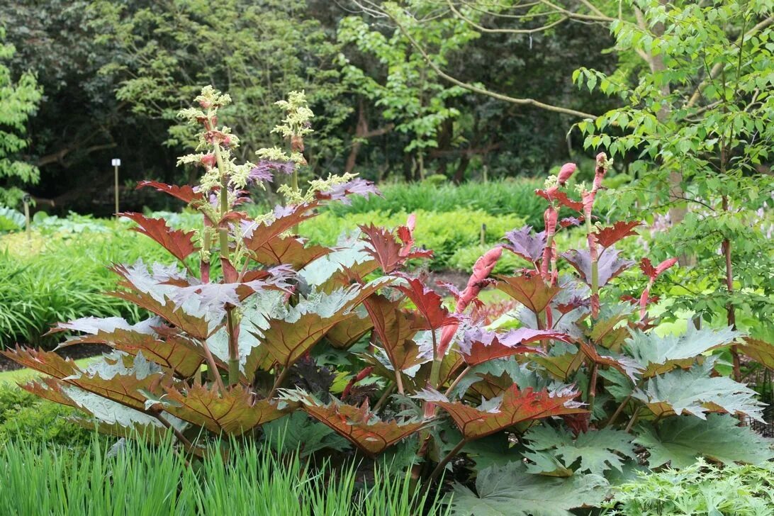 Rheum palmatum. Ревень дальневосточный. Ревень тангутский (rheum tanguticum),. Ревень дланевидный. Ревень дланевидный.