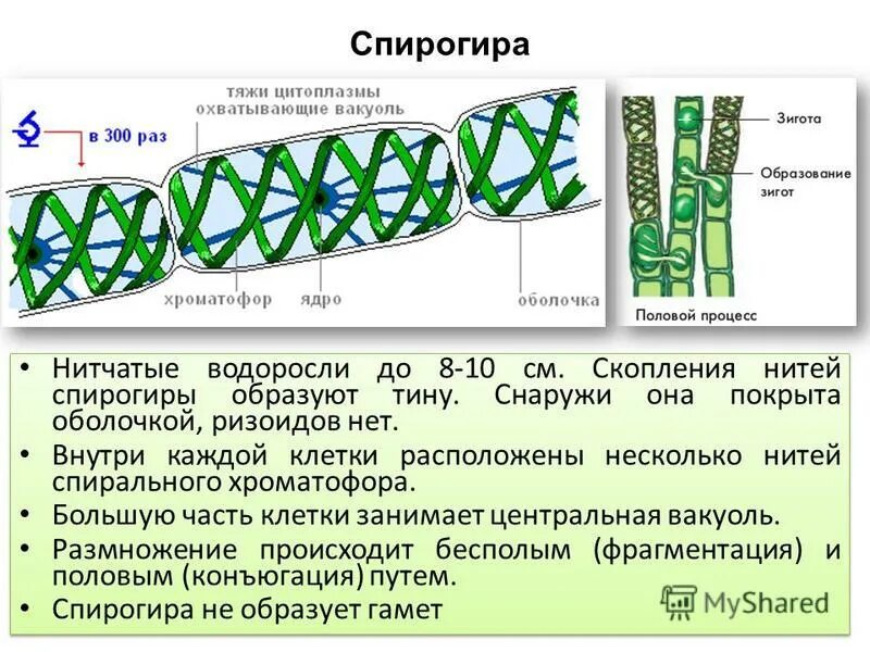 Строение клетки спирогиры. Строение клетки спирогиры
