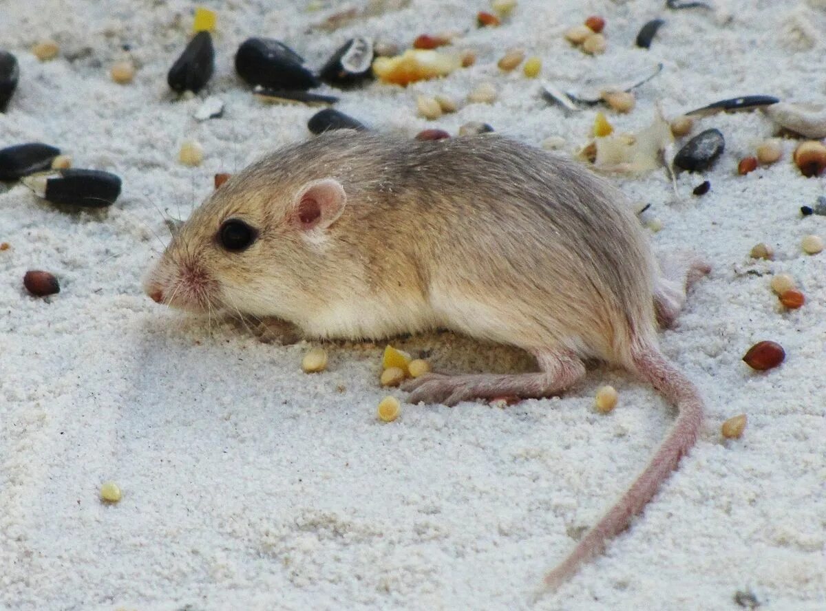 Mice wiki