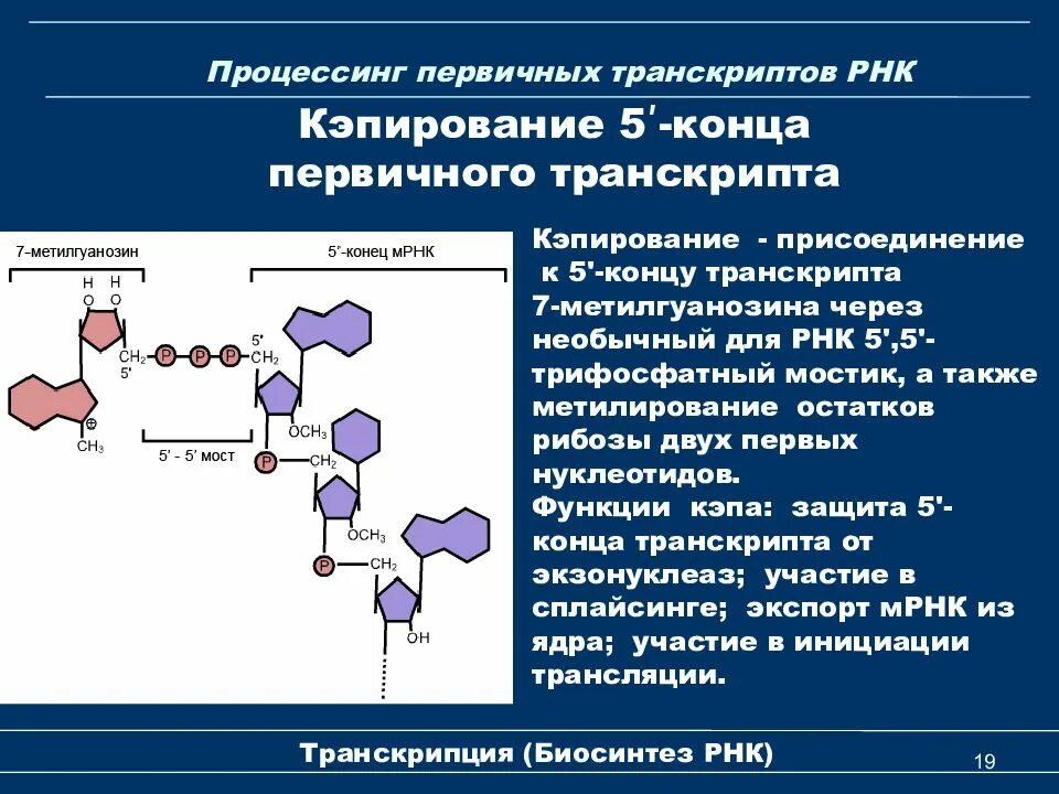 Процесс синтеза молекул и рнк. Кэпирование сплайсинг полиаденилирование. кэпирование рнк. процессинг первичных транскриптов рнк. кэпирование 5&#039;-конца.